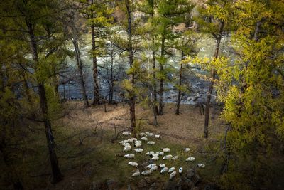 High angle view of sheep amidst trees by lake in forest
