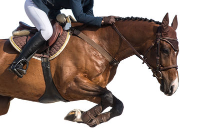 Low section of person riding horse against white background