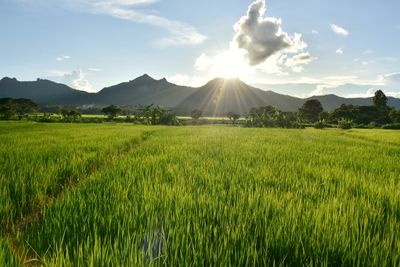 Scenic view of agricultural field against sky