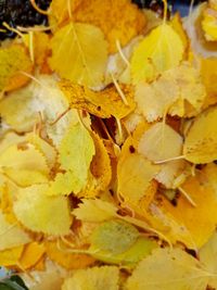 Close-up of yellow autumn leaves