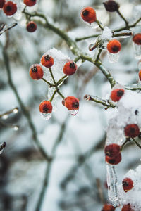 Close-up of red berries on tree