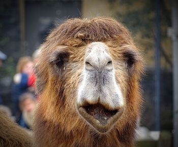 Close-up portrait of a camel in zoo