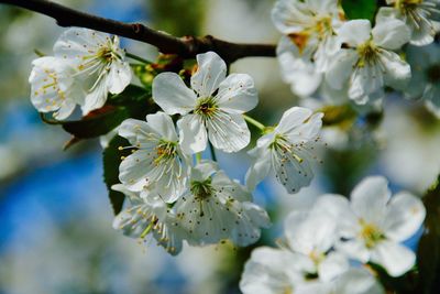 Close-up of white flowers blooming