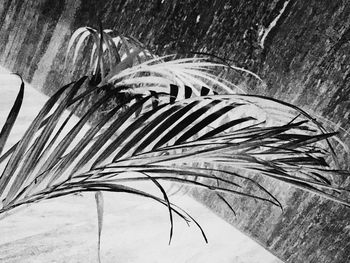 Close-up of caterpillar