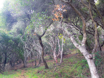 Trees in forest