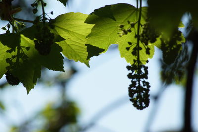 Close-up of leaves on tree against sky