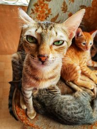 Close-up portrait of a cat at home