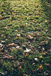 High angle view of dry leaves on field