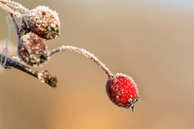 Close-up of berries on plant