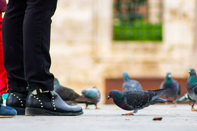 Low section of man standing on birds