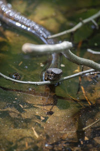 High angle view of snake