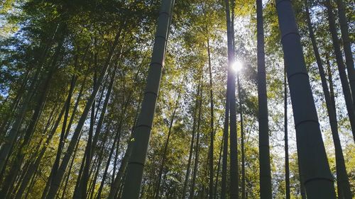 Japanese bamboo forest with sunshine