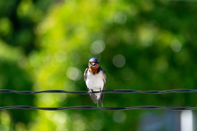 Portrait of bird perching on a plant