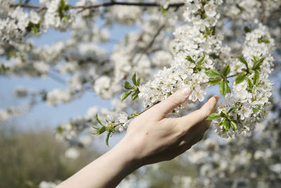 Close-up of hand holding white flowering plant