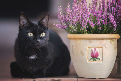 Close-up of a black cat on flower pot