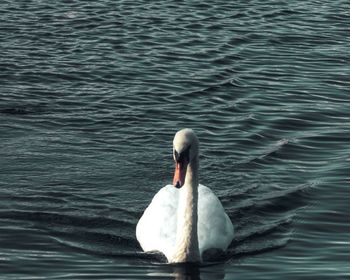 Swan swimming in lake