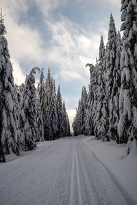 Snow covered road amidst trees against sky