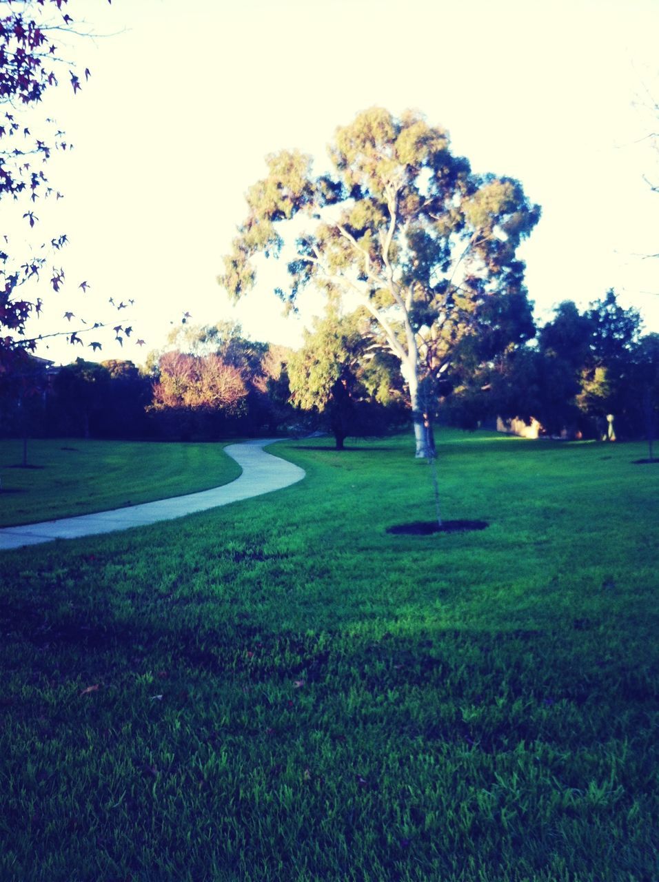 tree, grass, clear sky, field, grassy, tranquility, tranquil scene, park - man made space, nature, landscape, growth, beauty in nature, sky, park, scenics, bare tree, autumn, green color, branch, outdoors