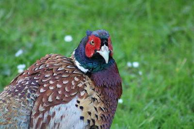 Close-up of a peacock