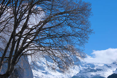 Low angle view of bare tree against blue sky