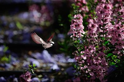 Butterfly pollinating on purple flower