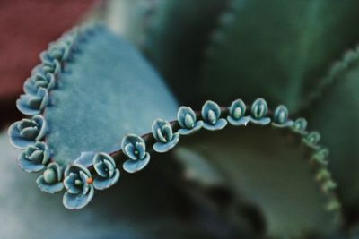 Close-up of necklace