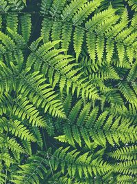 Full frame shot of fern leaves