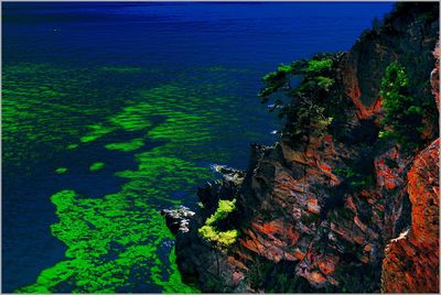 High angle view of trees by sea