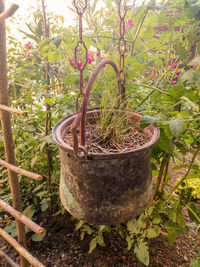 Potted plants in garden