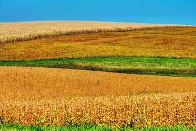 Scenic view of field against clear sky