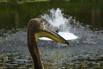 Close-up of swan on lake