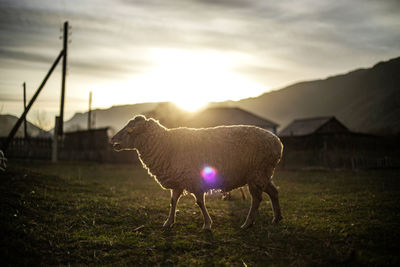 Sheep walking on field against mountains