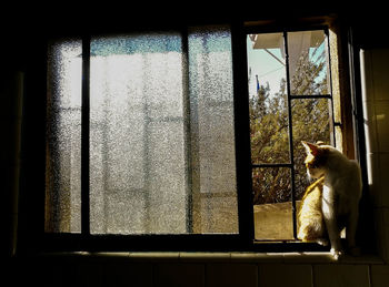 Cat looking through window