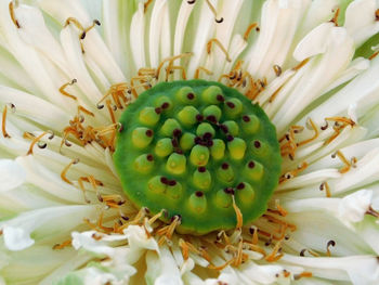Close-up of fresh cactus flower