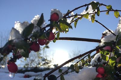 Low angle view of fruits on tree against sky