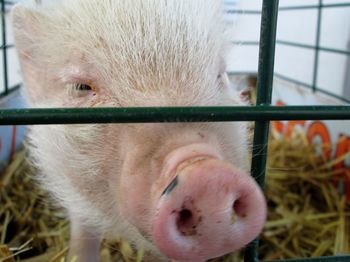 Close-up of rabbit in cage