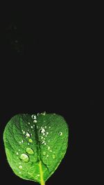 Close-up of water drops on leaf against black background