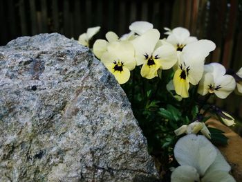 Close-up of white flowers blooming outdoors