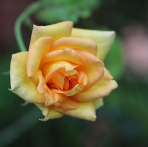 Close-up of flower blooming outdoors