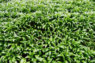 Full frame shot of green leaves