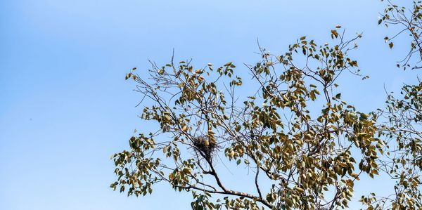 Low angle view of tree against clear blue sky