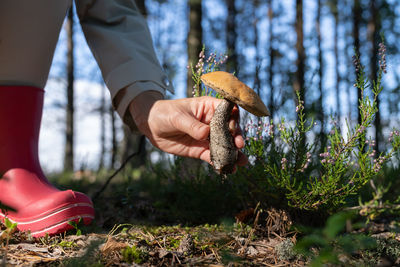 Hiker in pink rubber boots picks up tasty edible mushroom in forest to cook delicious meal at home