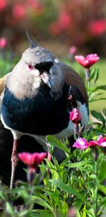 Close-up of bird perching on pink flower