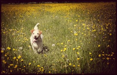 Yellow flowers growing in field