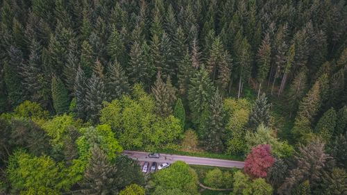 Plants growing in forest