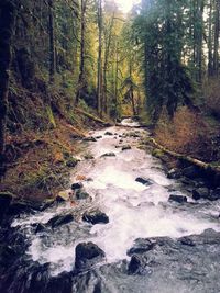 Stream flowing through forest
