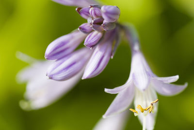 Close-up of purple flowering plant