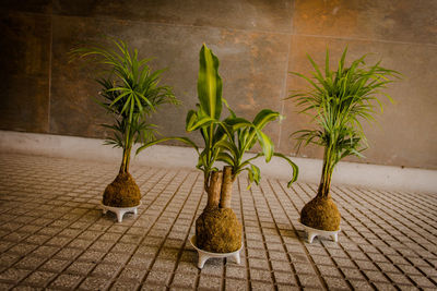 Potted plants on footpath against wall