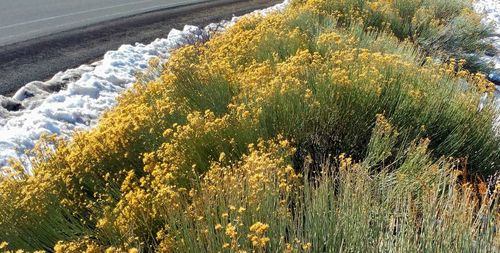 Plants on road by trees