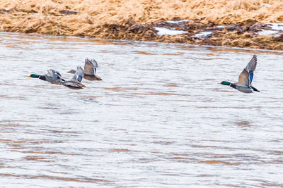 Birds flying over a water